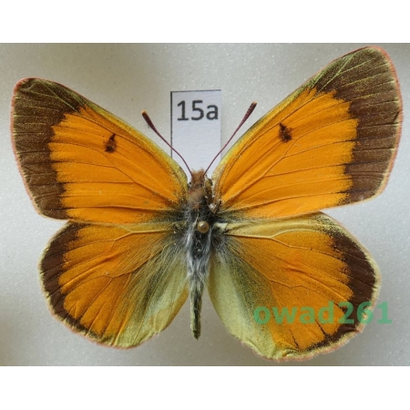 Colias staudingeri Alpheraky, 1881 male Kyrgyzstan15a